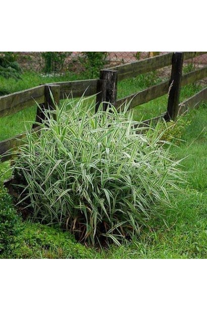 Фаляріс тростинний/Канареєчник